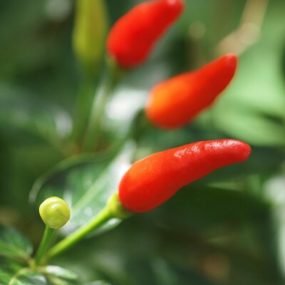 荳蜻ウ蜚占セ帛ュ2譛ャ繧サ繝繝医1518256縲