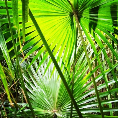 クバのピアス　”LOVE”(SILVER)【1505294】