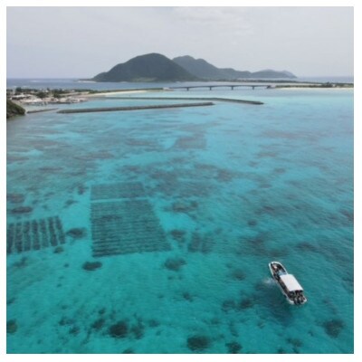 シャキシャキ 太もずく 1.6kg(400g×4パック)塩もずく【配送不可地域：離島】【1544688】