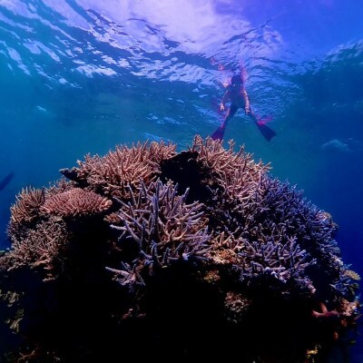 æã¶ãã§ã¹ããŒã±ãªã³ã°(2åæ§3æéã³ãŒã¹)ã1536052ã