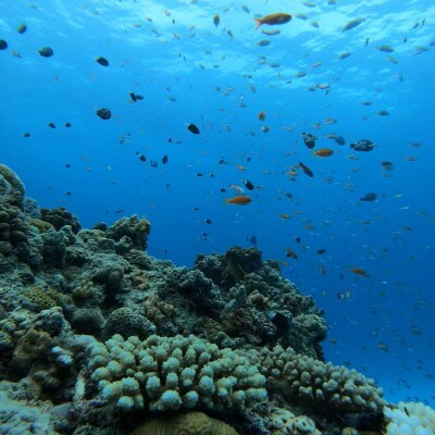 ã貞ãåããã©ã³ãæã¶ãã§ã·ã¥ããŒã±ã«(1åæ§/3æéã³ãŒã¹)ã1523910ã