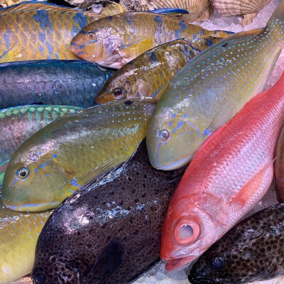伊平屋島で獲れた海産物セット 梅プラン(4〜6品)【配送不可地域：離島】【1518216】