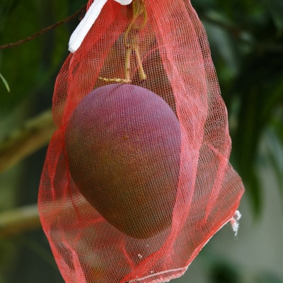 ã2026幎7æé çºéãé¢å³¶ã®æµã¿ãå®çãã³ãŽãŒ2.0kgãé
éäžå¯å°åïŒé¢å³¶ãã1573531ã