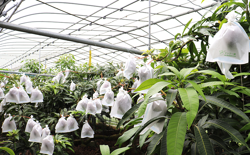 訳あり品【2026年発送】久米島熱帯果樹園 完熟マンゴー約2kg（3～6玉） アーウィン アップルマンゴー トロピカル フルーツ 訳あり 果物 南国 沖縄 久米島 ふるさと納税 農園直送 甘い ジューシー 濃厚 完熟 糖度が高い とろける ジュース スムージー B品