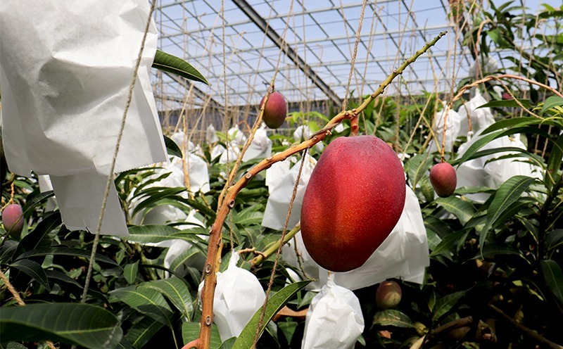 ã2026幎çºéãå®ççŽéïŒæ¬æ°žããã®ä¹
米島ãã³ãŽãŒ çŽ1kg âç§åâ ãã³ãŽãŒ ãã«ãŒã æç© ãã¶ãŒã å®ç ç§å çã ãžã¥ãŒã·ãŒ ã¹ã ãŒãžãŒ ã¢ã€ã¹ ããªã³ ãšãŒã°ã«ã ã±ãŒã èŽãç© èŽç ã®ãã ãäžå
ååœ æ²çž ä¹
米島