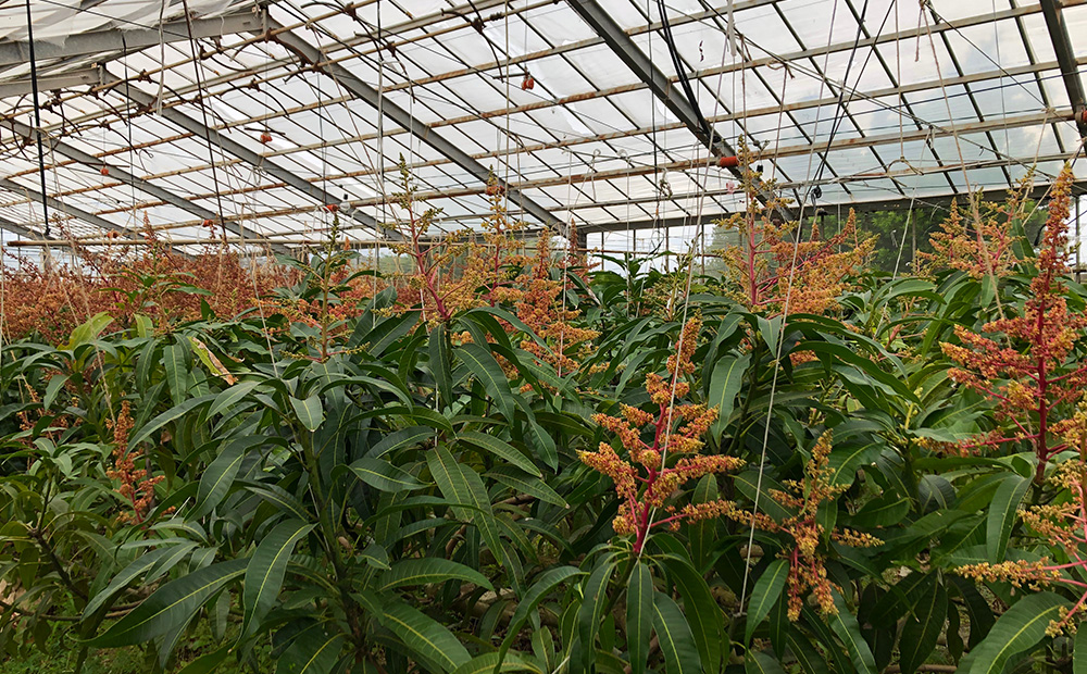 久米島赤鶏牧場 完熟！冷凍ミニマンゴー1kg（9～12玉） アーウィン アップルマンゴー ミニサイズ 小さい 完熟 アイス 濃厚 ねっとり 高糖度 まるごと 甘い 循環型農業 減農薬栽培 芳醇 爽やか 南国フルーツ 南の島 丸かじり スムージー パフェ