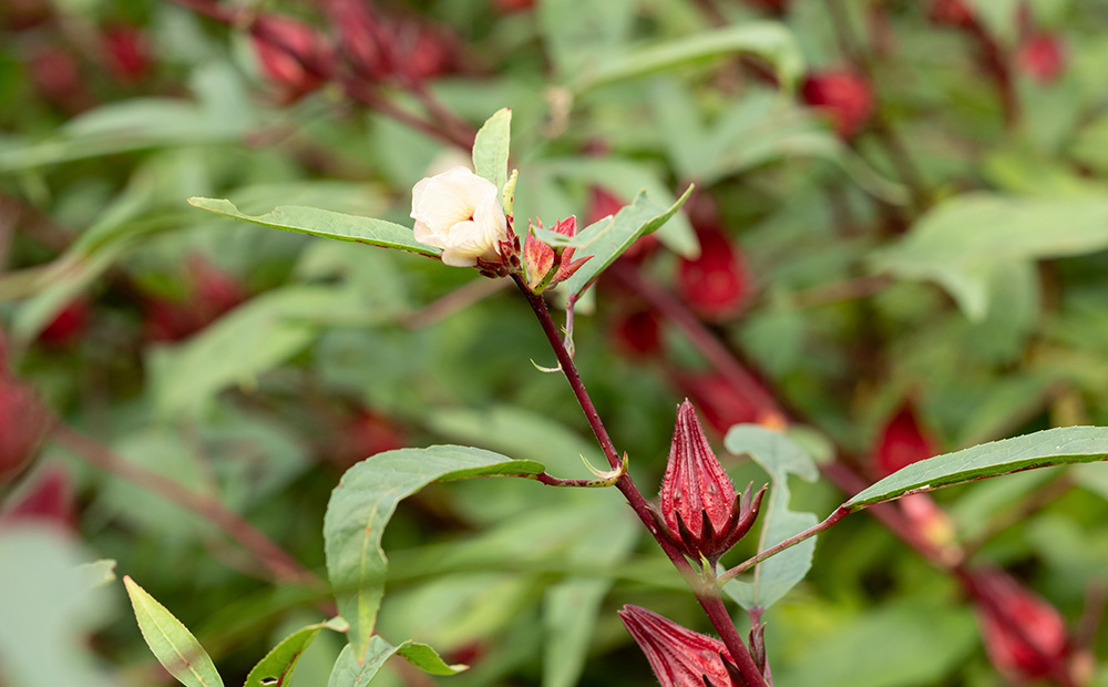 久米島産 天然ローゼルティー「Red Tea」40包 ハーブティー ローゼル茶 レッドティー 赤色 島ハーブ ノンカフェイン カフェインレス ハイビスカス 酸味 美容 ダイエット ビタミンC デトックス 疲労回復 健康 おもてなし プレゼント ギフト 沖縄 国産
