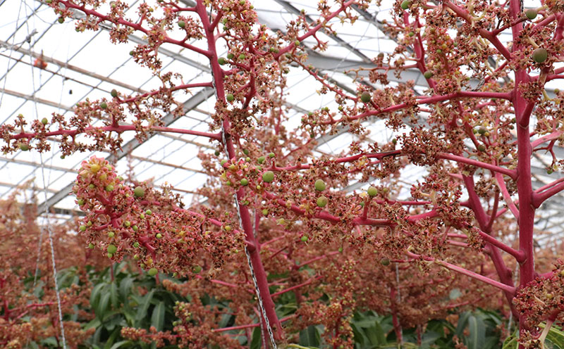 【2026年発送】ミツバチの受粉で育てた喜久川さんの完熟マンゴー 約1kg ◆秀品◆ マンゴー フルーツ 果物 スイーツ 完熟 濃厚 トロける ジューシー ミツバチ 蜂 アップルマンゴー アーウィン 秀品 ギフト 贈り物 糖度 スムージー 南国 沖縄 久米島