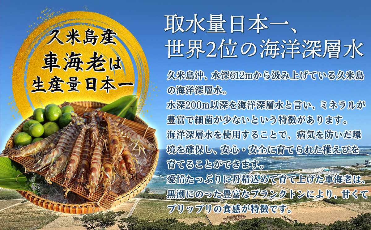 【久米島漁協】活〆冷凍車海老　生食用500g 海の幸 海鮮 車えび クルマエビ 車海老 高級食材 生食 刺身 鮮度抜群 プリプリ 甘み 旨味 塩焼き 天ぷら 素揚げ フライ パスタ ピザ BBQ シーフード