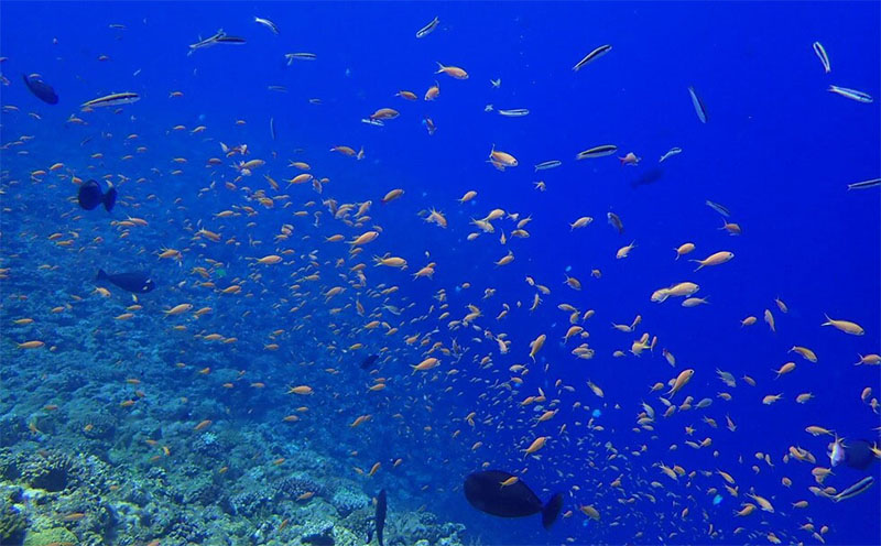 久米島ファンダイビング利用券1名様　1日3ダイブ×2日間 ダイビング ファンダイブ ダイビングスポット ダイバー ウミガメ マンタ 熱帯魚 サンゴ礁 マリン アクティビティ 水中 潜水 ライセンス バディ 潜る 沖縄 久米島 海 海洋生物 スキューバ