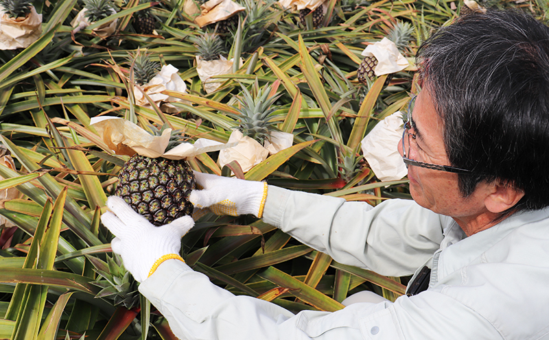 ã2026幎çºéãæ¯å±å®èŸ²åãä¹
ç±³å®ãã€ã³ããŽãŒã«ããã¬ã« 2çïŒ4kg以äžïŒ ãã€ãããã« ãã€ã³ é«çŽ æé«å³° é»éè² å€§ç ç³åºŠ æ¿å çã åžå° æšœå ãã«ãŒã æç© ãžã¥ãŒã¹ ã¹ã ãŒãžãŒ ã±ãŒã ã¢ã€ã¹ ã¿ã«ã æ²çž ä¹
米島