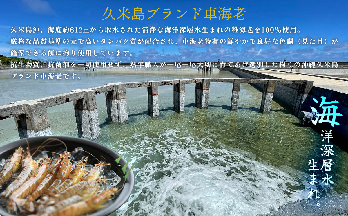 【久米総合開発】活き〆急速冷凍 久米島ブランド車海老 大サイズ 500g 海の幸 海鮮 車えび クルマエビ くるまえび 高級 食材 生食 刺身 鮮度抜群 プリプリ 甘み 旨味 ギフト グルメ お祝い 贈答品 贈り物 お取り寄せ 土産