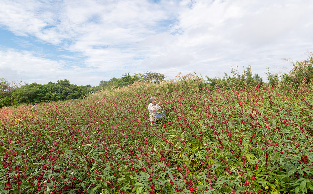 久米島産 天然ローゼルティー「Red Tea」25包 ハーブティー ローゼル茶 レッドティー 赤色 島ハーブ ノンカフェイン カフェインレス ハイビスカス 酸味 美容 ダイエット ビタミンC デトックス 疲労回復 健康 おもてなし プレゼント ギフト 沖縄 国産