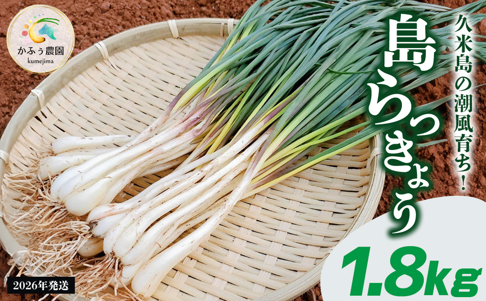 【2026年1月より順次発送】久米島の潮風育ち！島らっきょう 1.8kg 農家直送 国産 新鮮 旬 沖縄 島野菜 鮮度 塩漬け 天ぷら 肉巻き キムチ 漬け物 レシピ アレンジ 人気 おつまみ シャキシャキ 疲労回復 滋養強壮 食物繊維