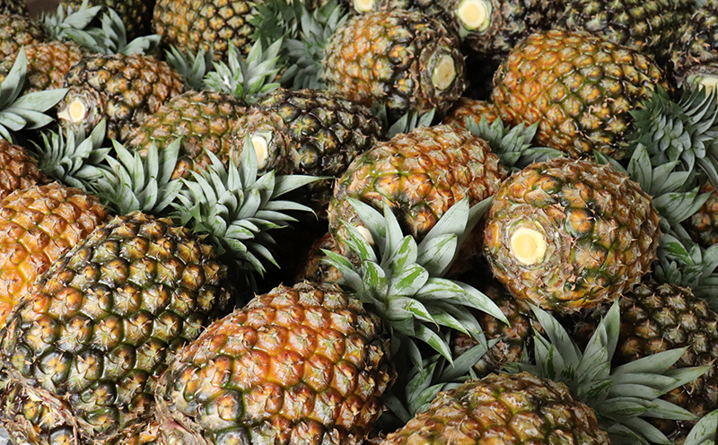 ã2026幎çºéãæ¯å±å®èŸ²åãä¹
ç±³å®ãã€ã³ããŽãŒã«ããã¬ã« 2çïŒ4kg以äžïŒ ãã€ãããã« ãã€ã³ é«çŽ æé«å³° é»éè² å€§ç ç³åºŠ æ¿å çã åžå° æšœå ãã«ãŒã æç© ãžã¥ãŒã¹ ã¹ã ãŒãžãŒ ã±ãŒã ã¢ã€ã¹ ã¿ã«ã æ²çž ä¹
米島