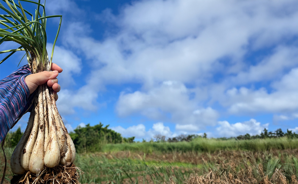 【2026年1月より順次発送】久米島の潮風育ち！島らっきょう 1.8kg 農家直送 国産 新鮮 旬 沖縄 島野菜 鮮度 塩漬け 天ぷら 肉巻き キムチ 漬け物 レシピ アレンジ 人気 おつまみ シャキシャキ 疲労回復 滋養強壮 食物繊維