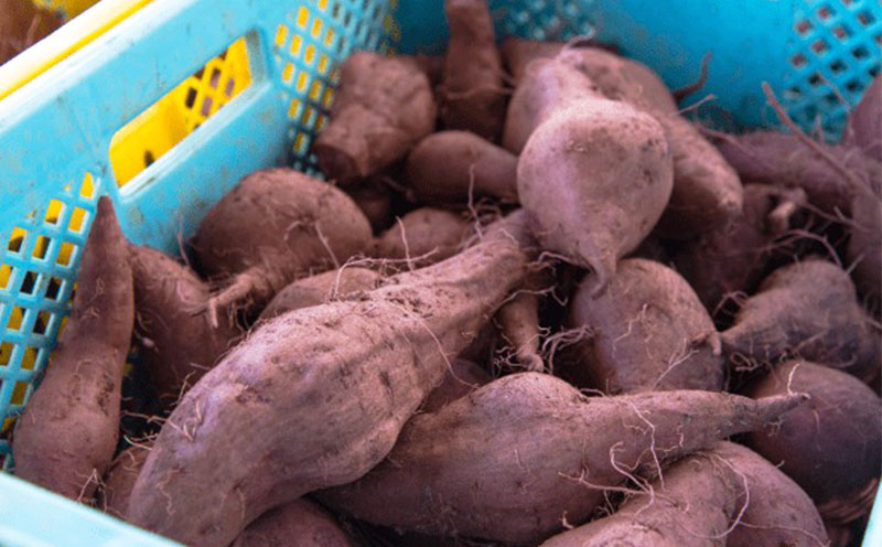 ãŸãã§çã®ãã§ã³ïŒæ²çžä¹
米島çãŸããçºé
µå¹²ãçŽ
èã6åå
¥ãÃ6è¢ã»ãã çŽ
ãã ãè ã€ã¢ å¹²ãè æ²å€¢çŽ« çºé
µ é
µçŽ ã§ãã·ã é«ç³åºŠ ç³åºŠ60åºŠä»¥äž çæ æšå³åçž® ã¢ã³ãã·ã¢ãã³ åœç£ çã ã¹ã€ãŒã ãã〠æ 逿ºç¹ ãã€ãšãã å°åã