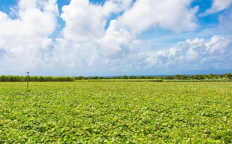 まるで畑のチョコ！沖縄久米島生まれ「焼き紅芋」5袋セット 紅いも お芋 イモ 焼き芋 焼きいも 沖夢紫 熟成 しっとり 甘い ホクホク 高糖度 粘り気 糖分 アントシアニン 国産 スイーツ おやつ 栄養満点 ダイエット 小分け