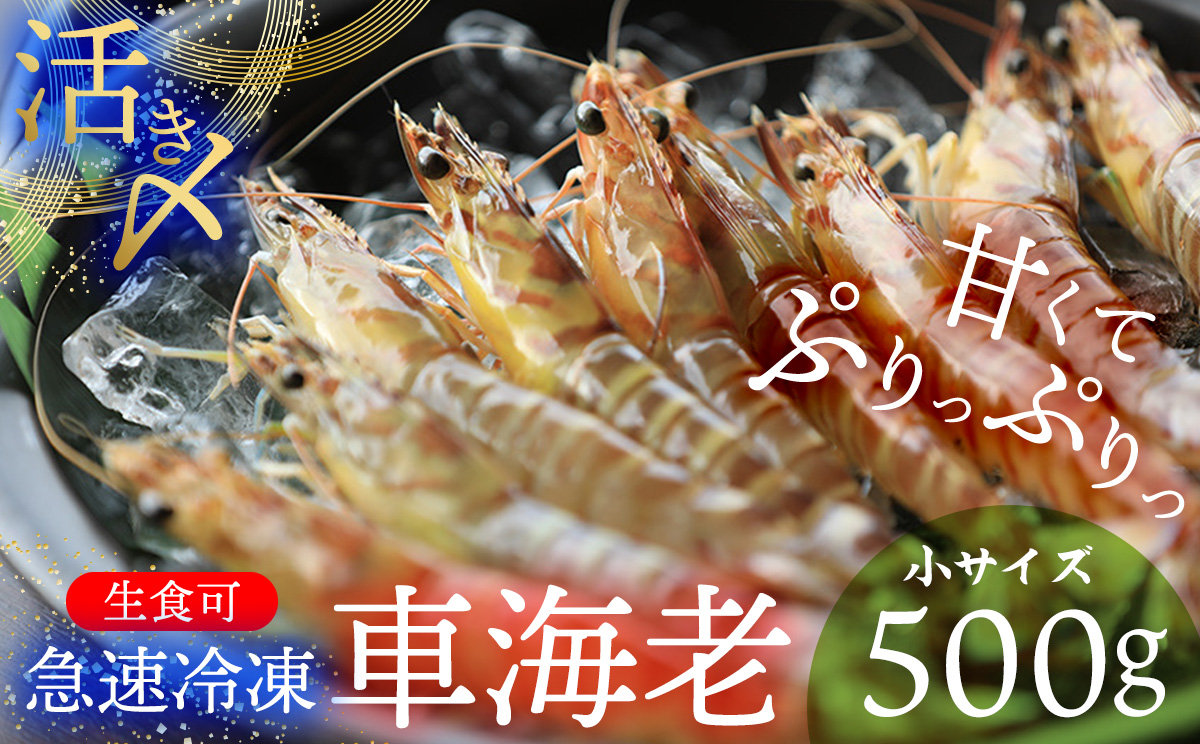 【久米総合開発】活き〆急速冷凍 久米島ブランド車海老 小サイズ 500g 海の幸 海鮮 車えび クルマエビ くるまえび 高級 食材 生食 刺身 鮮度抜群 プリプリ 甘み 旨味 ギフト グルメ お祝い 贈答品 贈り物 お取り寄せ 土産