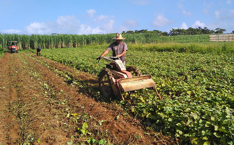 まるで畑のチョコ！沖縄久米島生まれ「干し紅芋」6袋＆「発酵干し紅芋」6袋セット 紅いも お芋 イモ 干し芋 沖夢紫 発酵 酵素 でんぷん 高糖度 糖度60度以上 熟成 旨味凝縮 アントシアニン 国産 甘い スイーツ おやつ 栄養満点 ダイエット 小分け