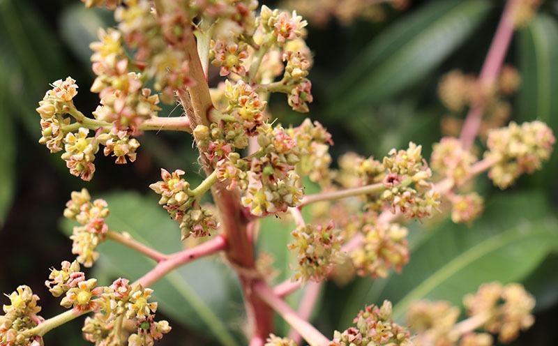 ã2026幎çºéãå®ççŽéïŒæ¬æ°žããã®ä¹
米島ãã³ãŽãŒ çŽ1kg âç§åâ ãã³ãŽãŒ ãã«ãŒã æç© ãã¶ãŒã å®ç ç§å çã ãžã¥ãŒã·ãŒ ã¹ã ãŒãžãŒ ã¢ã€ã¹ ããªã³ ãšãŒã°ã«ã ã±ãŒã èŽãç© èŽç ã®ãã ãäžå
ååœ æ²çž ä¹
米島