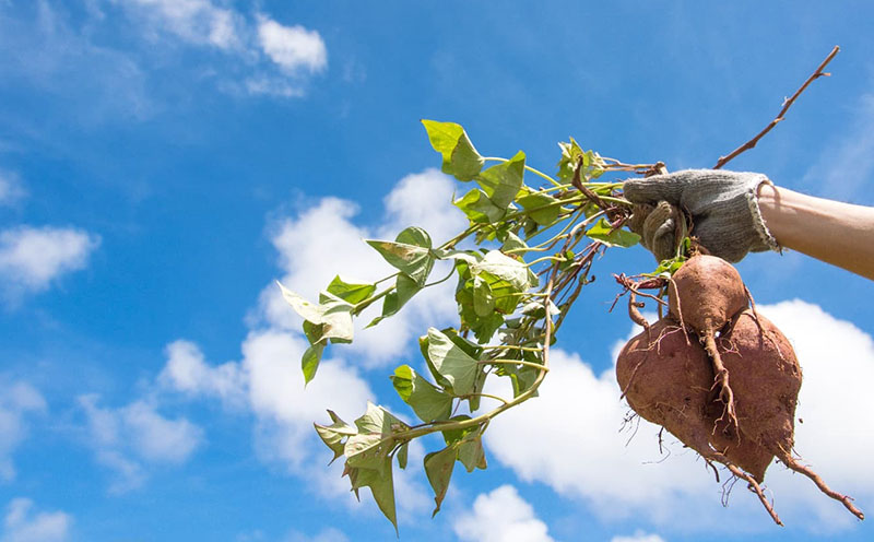 ãŸãã§çã®ãã§ã³ïŒæ²çžä¹
米島çãŸããçºé
µå¹²ãçŽ
èã6åå
¥ãÃ6è¢ã»ãã çŽ
ãã ãè ã€ã¢ å¹²ãè æ²å€¢çŽ« çºé
µ é
µçŽ ã§ãã·ã é«ç³åºŠ ç³åºŠ60åºŠä»¥äž çæ æšå³åçž® ã¢ã³ãã·ã¢ãã³ åœç£ çã ã¹ã€ãŒã ãã〠æ 逿ºç¹ ãã€ãšãã å°åã