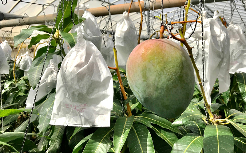 ã2026幎çºéãä¹
米島å°ååº ä¹
米島ç£ããŒããã³ãŽãŒ 1.8kgä»¥äž ãã³ãŽãŒ ããŒã æç© ãã¶ãŒã ãã«ãŒã æ¿å çã å¹»ã®ãã³ãŽãŒ ãšããã飿 éŠã ã¢ã€ã¹ ãšãŒã°ã«ã ãžã£ã ãžã¥ãŒã¹ ã¹ã ãŒãžãŒ ã¹ã€ãŒã èŽãç© ã®ãã æ²çž ä¹
米島