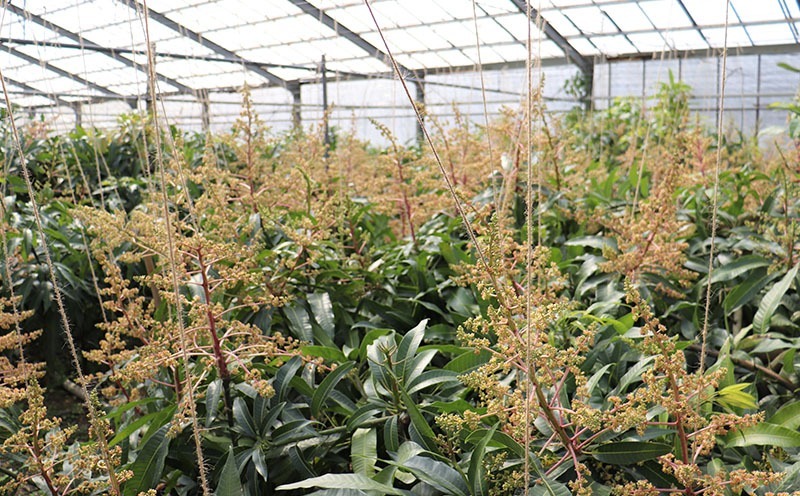 【2026年発送】完熟直送！本永さんの久米島マンゴー 約2kg ◆秀品◆ マンゴー フルーツ 果物 デザート 完熟 秀品 甘い ジューシー スムージー アイス プリン ヨーグルト ケーキ 贈り物 贈答 ギフト お中元 南国 沖縄 久米島