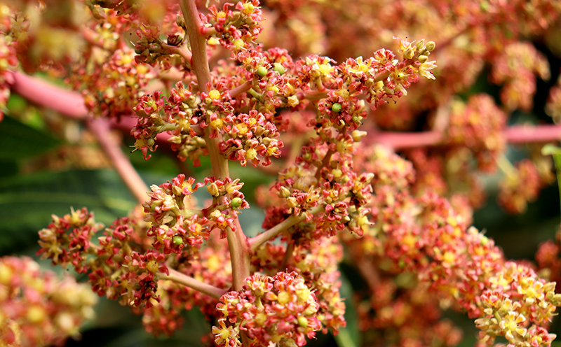 訳あり品【2026年発送】久米島熱帯果樹園 完熟マンゴー約2kg（3～6玉） アーウィン アップルマンゴー トロピカル フルーツ 訳あり 果物 南国 沖縄 久米島 ふるさと納税 農園直送 甘い ジューシー 濃厚 完熟 糖度が高い とろける ジュース スムージー B品