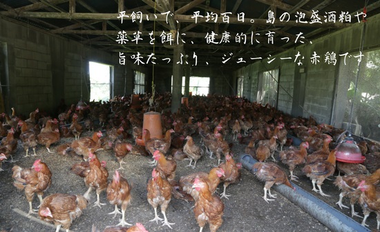 島の泡盛酒粕でじっくり健康的に育てた 久米島赤鶏(解体)&ぶつ切り6kgセット