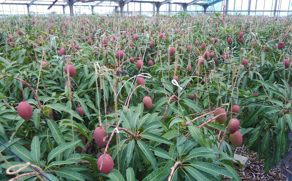 久米島赤鶏牧場 完熟！冷凍ミニマンゴー1kg（9～12玉） アーウィン アップルマンゴー ミニサイズ 小さい 完熟 アイス 濃厚 ねっとり 高糖度 まるごと 甘い 循環型農業 減農薬栽培 芳醇 爽やか 南国フルーツ 南の島 丸かじり スムージー パフェ