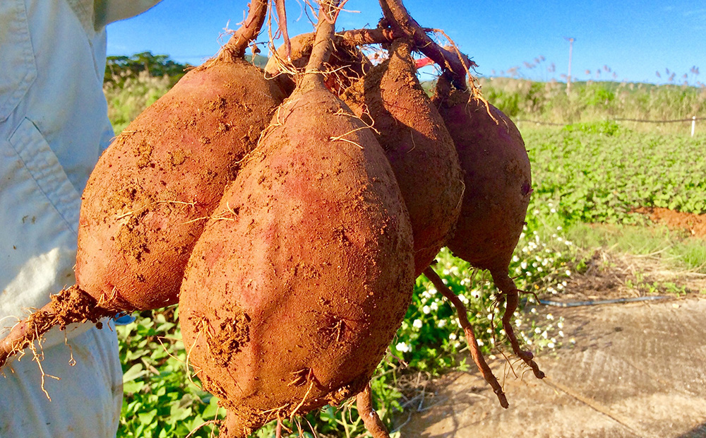 ä¹
米島ç£ã¡ã
ãæçŽ
è100ïŒ
äœ¿çš ãã¹ã«ããã¿ã«ãã倧1ç®±ïŒäž1ç®±ïŒ16åïŒ çŽ
ãã çŽ
èã¿ã«ã ãã£ãšã ãªããã å£ã©ã çã åªãã é¢šå³ äººæ° ã¢ã³ãã·ã¢ãã³ ããªãã§ããŒã« æé
žåäœçš ãã¯ãã¯ é£æ ããã©ã« ãããªãŠã ã«ã«ã·ãŠã ã¹ã€ãŒã ãèå ãåç£