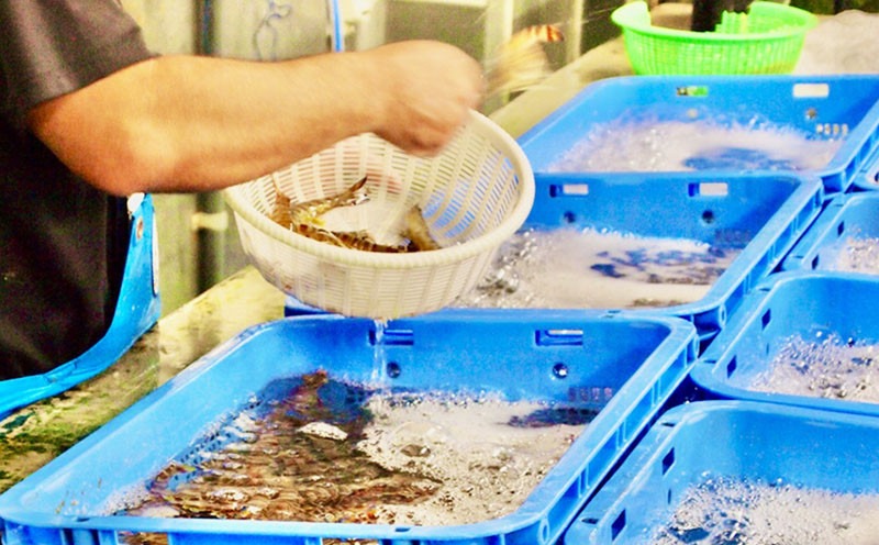 【久米総合開発】急速冷凍チビ車海老：500g（要加熱） 海の幸 海鮮 車えび クルマエビ くるまえび 高級 食材 生食 刺身 鮮度抜群 プリプリ 甘み 旨味 ギフト グルメ お祝い 贈答品 贈り物 お取り寄せ 土産