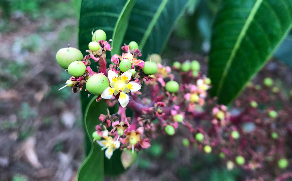 久米島赤鶏牧場 完熟！冷凍ミニマンゴー1kg（9～12玉） アーウィン アップルマンゴー ミニサイズ 小さい 完熟 アイス 濃厚 ねっとり 高糖度 まるごと 甘い 循環型農業 減農薬栽培 芳醇 爽やか 南国フルーツ 南の島 丸かじり スムージー パフェ