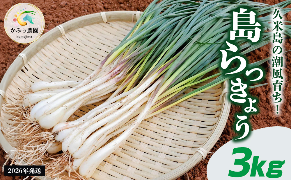 【2026年1月より順次発送】久米島の潮風育ち！島らっきょう 3kg 農家直送 国産 新鮮 旬 沖縄 島野菜 鮮度 塩漬け 天ぷら 肉巻き キムチ 漬け物 レシピ アレンジ 人気 おつまみ シャキシャキ 疲労回復 滋養強壮 食物繊維