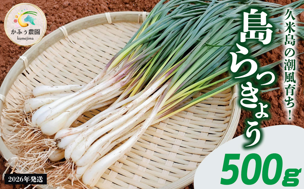 【2026年1月より順次発送】久米島の潮風育ち！島らっきょう 500g 農家直送 国産 新鮮 旬 沖縄 島野菜 鮮度 塩漬け 天ぷら 肉巻き キムチ 漬け物 レシピ アレンジ 人気 おつまみ シャキシャキ 疲労回復 滋養強壮 食物繊維