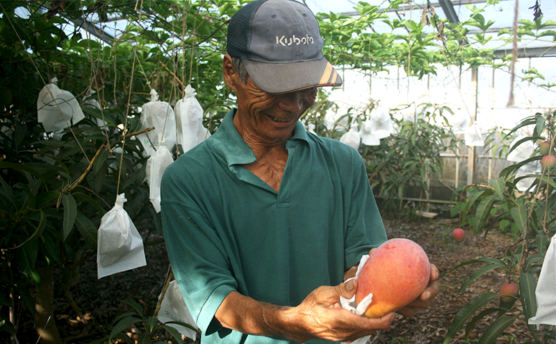 【2024年発送】久米島赤鶏牧場の循環型農業で育てた完熟マンゴー1kg（2～3玉）