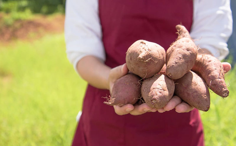 まるで畑のチョコ！沖縄久米島生まれ「干し紅芋」6袋＆「発酵干し紅芋」6袋セット 紅いも お芋 イモ 干し芋 沖夢紫 発酵 酵素 でんぷん 高糖度 糖度60度以上 熟成 旨味凝縮 アントシアニン 国産 甘い スイーツ おやつ 栄養満点 ダイエット 小分け