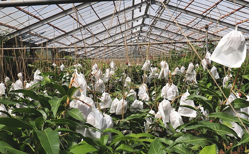 ã2026幎çºéãå®ççŽéïŒæ¬æ°žããã®ä¹
米島ãã³ãŽãŒ çŽ1kg âç§åâ ãã³ãŽãŒ ãã«ãŒã æç© ãã¶ãŒã å®ç ç§å çã ãžã¥ãŒã·ãŒ ã¹ã ãŒãžãŒ ã¢ã€ã¹ ããªã³ ãšãŒã°ã«ã ã±ãŒã èŽãç© èŽç ã®ãã ãäžå
ååœ æ²çž ä¹
米島