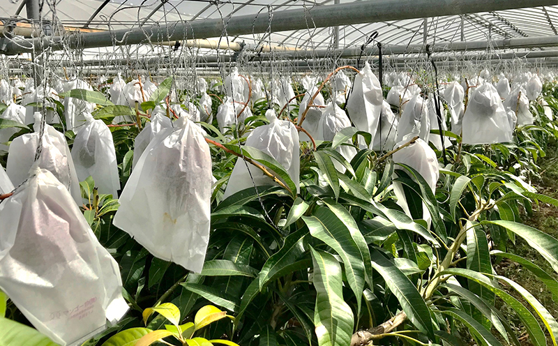 ã2026幎çºéãä¹
米島å°ååº ä¹
米島ç£ããŒããã³ãŽãŒ 900gä»¥äž ãã³ãŽãŒ ããŒã æç© ãã¶ãŒã ãã«ãŒã æ¿å çã å¹»ã®ãã³ãŽãŒ ãšããã飿 éŠã ã¢ã€ã¹ ãšãŒã°ã«ã ãžã£ã ãžã¥ãŒã¹ ã¹ã ãŒãžãŒ ã¹ã€ãŒã èŽãç© ã®ãã æ²çž ä¹
米島