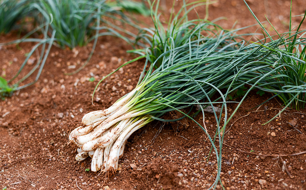 【久ー韓】沖縄初！韓国本場味「島らっきょうキムチ」6パック キムチ 韓国 ソウルフード 発酵食品 本場 県産品 島野菜 沖縄 自家製 ソース 辛味 香味 つまみ やみつき 韓国料理 ヤンニョム 漬物 沖縄初 人気 韓流