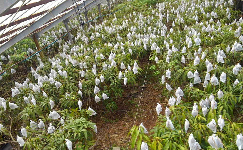 久米島赤鶏牧場 完熟！冷凍ミニマンゴー1kg（9～12玉） アーウィン アップルマンゴー ミニサイズ 小さい 完熟 アイス 濃厚 ねっとり 高糖度 まるごと 甘い 循環型農業 減農薬栽培 芳醇 爽やか 南国フルーツ 南の島 丸かじり スムージー パフェ