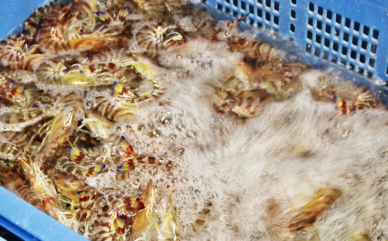 【久米総合開発】急速冷凍チビ車海老：500g（要加熱） 海の幸 海鮮 車えび クルマエビ くるまえび 高級 食材 生食 刺身 鮮度抜群 プリプリ 甘み 旨味 ギフト グルメ お祝い 贈答品 贈り物 お取り寄せ 土産