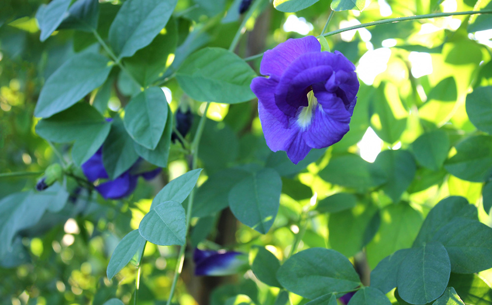 久米島産 天然バタフライピーティー「Blue Tea」40包 ハーブティー バタフライピー 青いお茶 ブルーティー 色が変わるお茶 ノンカフェイン カフェインレス 島ハーブ リラックス 美容 健康 アントシアニン おもてなし 色の変化 ギフト プレゼント 青色 国産 沖縄 久米島