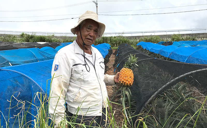 【2025年発送】久米島印商店「ゴールドバレル」黄金パイナップル1個（1.3kg以上×1個） パイナップル パイン ゴールドバレル 最高級 黄金 樽 甘い ジューシー まろやか ギフト 贈り物 ジュース アイス スムージー フルーツ デザート 果物 南国 沖縄 久米島