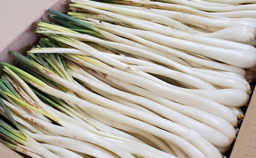 【2026年1月より順次発送】久米島の潮風育ち！島らっきょう 1.8kg 農家直送 国産 新鮮 旬 沖縄 島野菜 鮮度 塩漬け 天ぷら 肉巻き キムチ 漬け物 レシピ アレンジ 人気 おつまみ シャキシャキ 疲労回復 滋養強壮 食物繊維