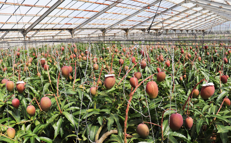 【2026年発送】ミツバチの受粉で育てた喜久川さんの完熟マンゴー 約1kg ◆秀品◆ マンゴー フルーツ 果物 スイーツ 完熟 濃厚 トロける ジューシー ミツバチ 蜂 アップルマンゴー アーウィン 秀品 ギフト 贈り物 糖度 スムージー 南国 沖縄 久米島