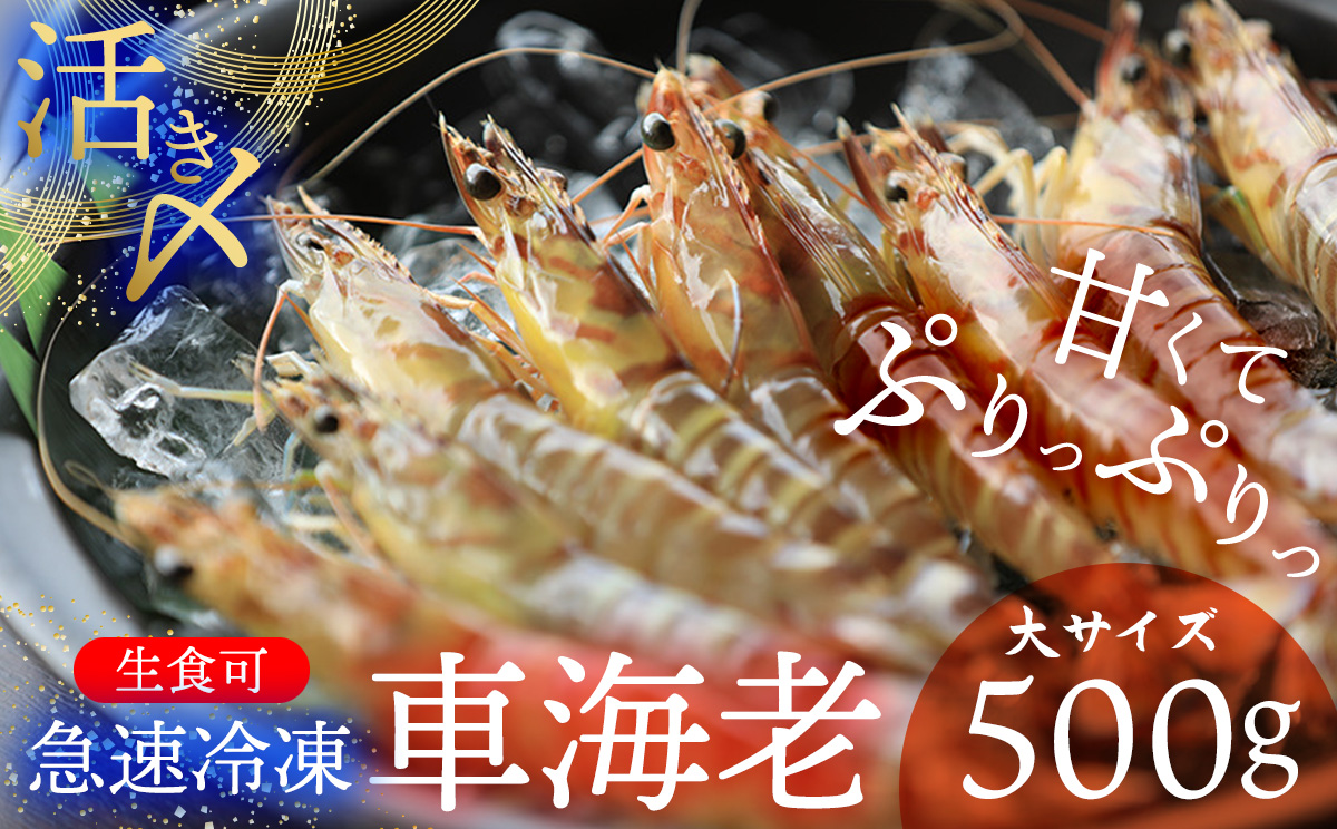 【久米総合開発】活き〆急速冷凍 久米島ブランド車海老 大サイズ 500g 海の幸 海鮮 車えび クルマエビ くるまえび 高級 食材 生食 刺身 鮮度抜群 プリプリ 甘み 旨味 ギフト グルメ お祝い 贈答品 贈り物 お取り寄せ 土産