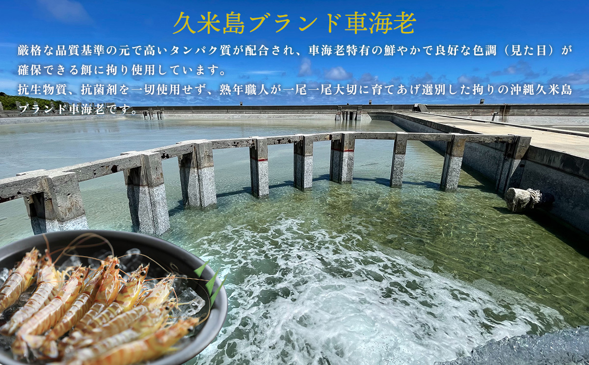 【久米総合開発】活き〆急速冷凍 久米島ブランド車海老 大サイズ 500g 海の幸 海鮮 車えび クルマエビ くるまえび 高級 食材 生食 刺身 鮮度抜群 プリプリ 甘み 旨味 ギフト グルメ お祝い 贈答品 贈り物 お歳暮 お中元