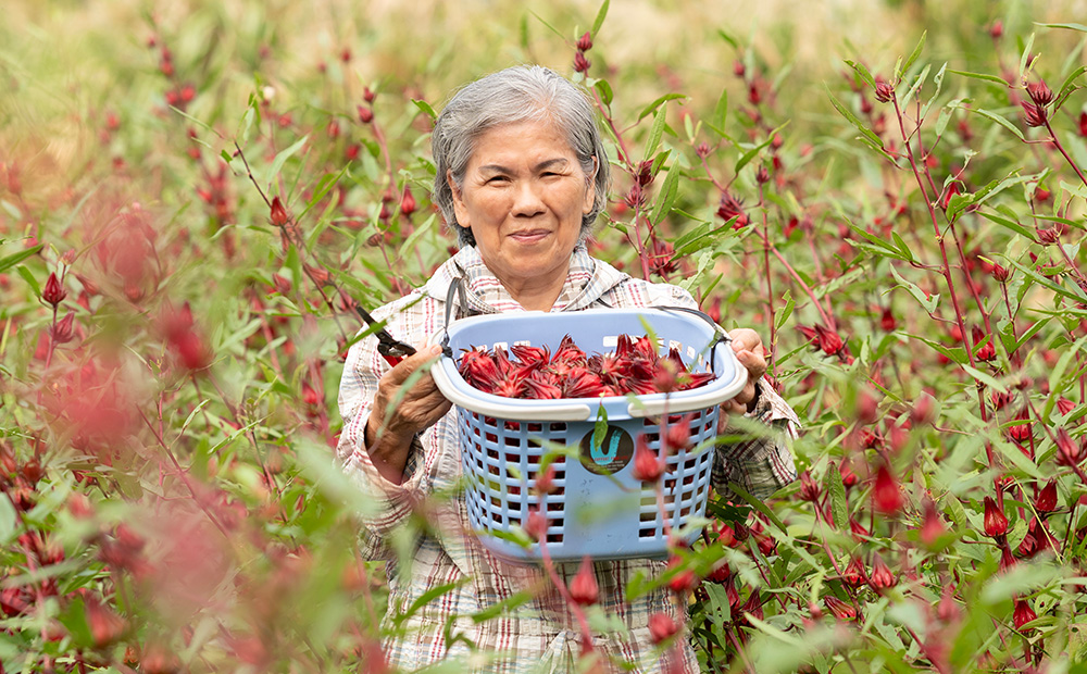 久米島産 天然ローゼルティー「Red Tea」25包 ハーブティー ローゼル茶 レッドティー 赤色 島ハーブ ノンカフェイン カフェインレス ハイビスカス 酸味 美容 ダイエット ビタミンC デトックス 疲労回復 健康 おもてなし プレゼント ギフト 沖縄 国産